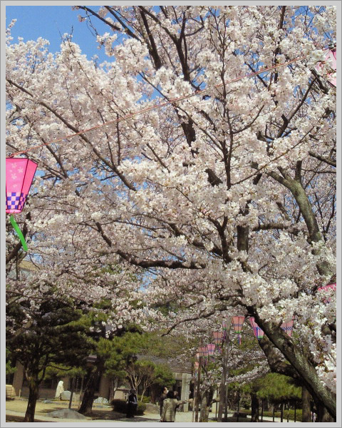 桜の見頃は今週末ですか